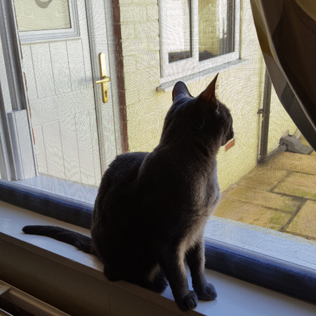 Fenstergitter für Katzen, immagine 5