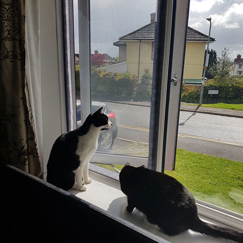 Fenstergitter für Katzen, immagine 9
